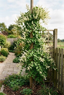 Fallopia baldschuanica Pinne