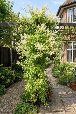 Fallopia baldschuanica Pinne