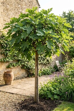 Ficus carica 'Brown Turkey' Stammat fikonträd