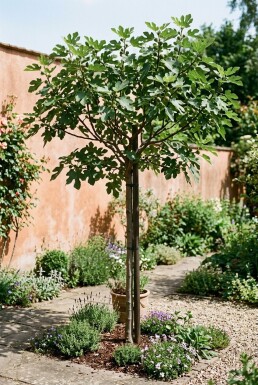 Ficus carica 'Brown Turkey' Stammat fikonträd