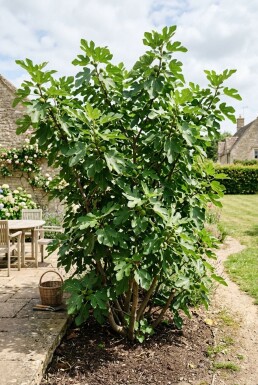 Ficus carica 'Brown Turkey' Buske