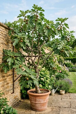 Ficus carica 'Brown Turkey' stödbygel