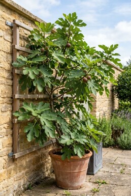 Ficus carica 'Brown Turkey' stödbygel