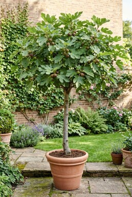 Ficus carica 'Brown Turkey' På stam