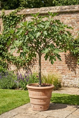 Ficus carica 'Brown Turkey' På stam