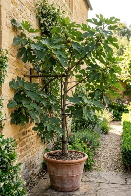 Ficus carica 'Gustis® TwoTimer®' Bärbygel