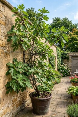 Ficus carica 'Gustis® TwoTimer®' Bärbygel