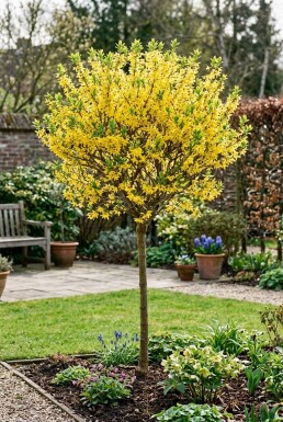 Forsythia intermedia 'Week End' Halvstam