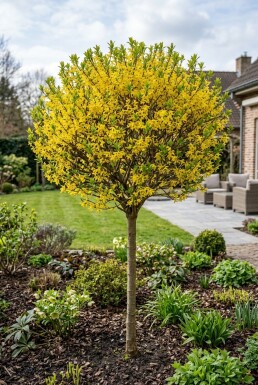 Forsythia intermedia 'Week End' Halvstam