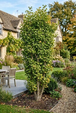 Ginkgo biloba 'Fastigiata Blagon' Buske