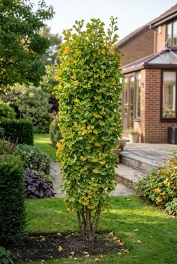Ginkgo biloba 'Fastigiata Blagon' Buske