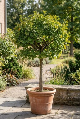 Ginkgo biloba 'Mariken' på stam