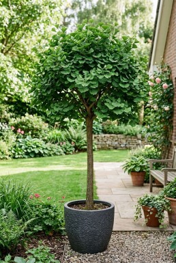 Ginkgo biloba 'Mariken' halvstam 150 cm stamhöjd C12