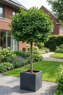 Ginkgo biloba 'Mariken' halvstam 150 cm stamhöjd C12