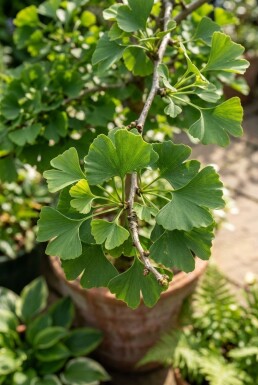 Ginkgo biloba 'Mariken' halvstam 150 cm stamhöjd C12