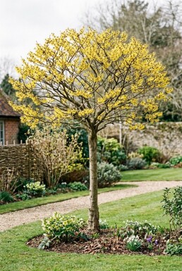Hamamelis intermedia 'Arnold Promise' halvstam
