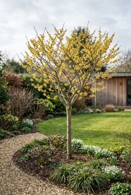 Hamamelis intermedia 'Arnold Promise' halvstam