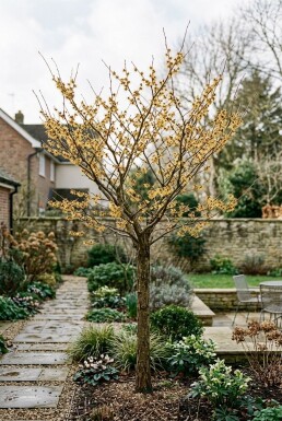 Hamamelis intermedia 'Arnold Promise' högstam