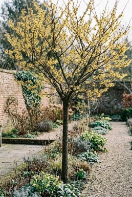 Hamamelis intermedia 'Arnold Promise' högstam