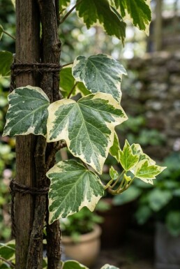 Hedera colchica 'Dentata Variegata' Stammad