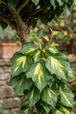 Hedera colchica 'Sulphur Heart' Pinne