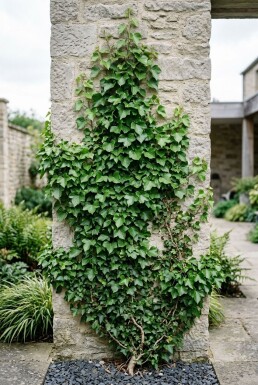 Hedera helix på pinne