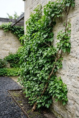 Hedera helix på pinne