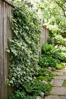 Hedera helix 'Eva' uppbunden