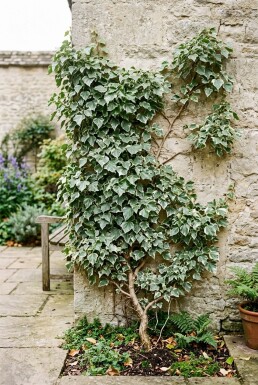 Hedera helix 'Glacier' Stok