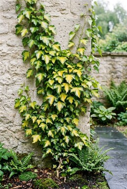 Hedera helix 'Goldheart' Stammad