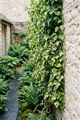 Hedera helix 'Goldheart' Stammad