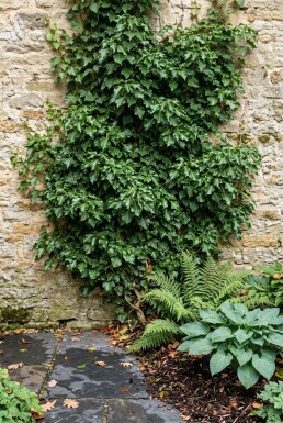 Hedera helix 'Green Ripple' Uppbunden