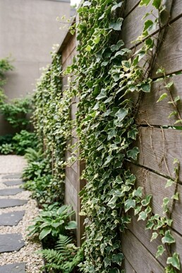 Hedera helix 'Kolibri' Stammad