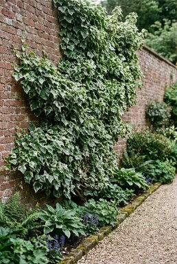 Hedera helix 'Margin. Elegantissima' Stam