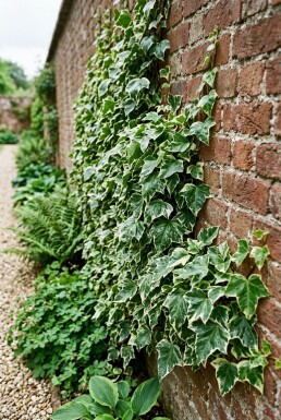 Hedera helix 'Margin. Elegantissima' Stam