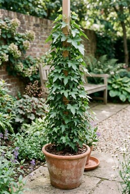 Hedera helix 'Sagittifolia' Stammad