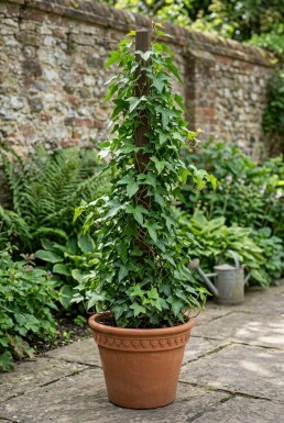 Hedera helix 'Sagittifolia' Stammad