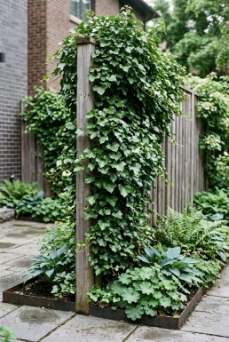 Hedera helix 'Shamrock' Stammad