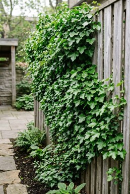 Hedera helix 'Shamrock' Stammad