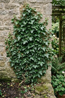 Hedera helix 'Thorndale' Stambildad