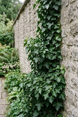 Hedera helix 'Thorndale' Stambildad