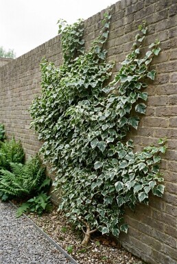 Hedera helix 'White Ripple' Stammad