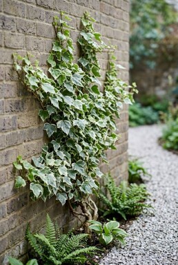 Hedera helix 'White Ripple' Stammad