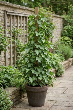 Hedera hibernica Stok