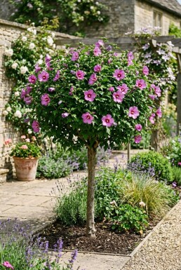 Hibiscus syriacus 'Eruption' halvstam