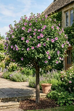 Hibiscus syriacus 'Eruption' halvstam