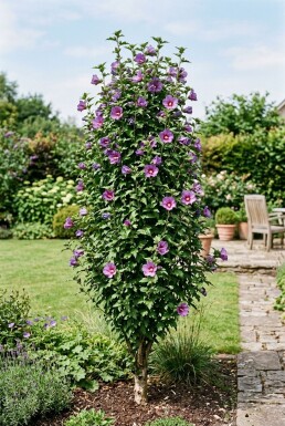 Hibiscus syriacus 'Flower Tower Purple' fjäderförgrenad