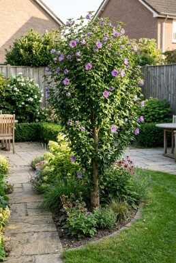 Hibiscus syriacus 'Flower Tower Purple' fjäderförgrenad