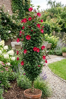 Hibiscus syriacus 'Flower Tower Ruby' Fjäderträd