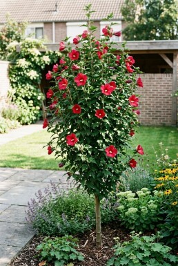 Hibiscus syriacus 'Flower Tower Ruby' Fjäderträd